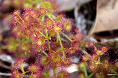 Drosera stolonifera