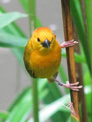 Ploceus castaneiceps