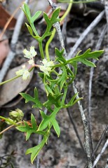 Xanthosia leiophylla
