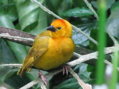 Ploceus castaneiceps