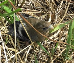 Pyrrhula pyrrhula cassinii