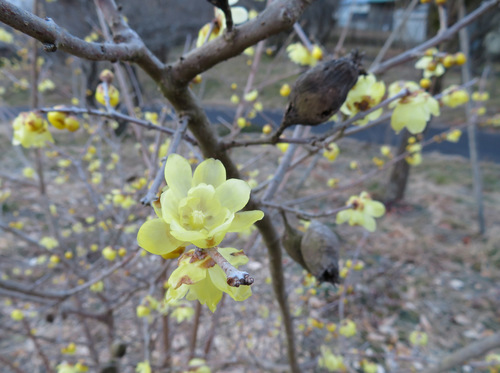 Image of Chimonanthus praecox by (c) Marco Mussita, some rights reserved (CC BY)
