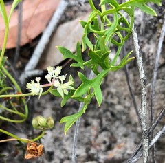 Xanthosia leiophylla