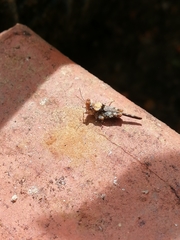 Ergatettix dorsifera