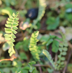 Ornithopus perpusillus