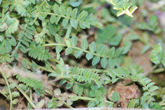 Ornithopus perpusillus