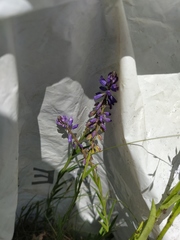 Polygala wolfgangiana