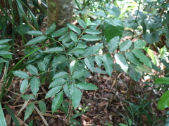 Putranjiva formosana