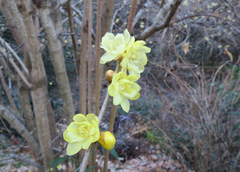 Chimonanthus praecox