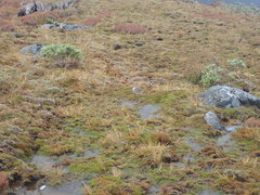 Charadrius obscurus obscurus