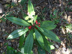 Ardisia lindleyana