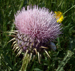 Onopordum jordanicolum