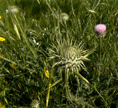 Onopordum jordanicolum