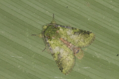 Image of Amaricampa butori