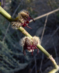 Periploca aphylla