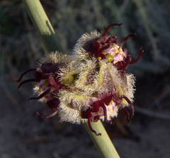 Periploca aphylla