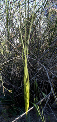 Triticum dicoccoides