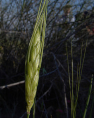 Triticum dicoccoides