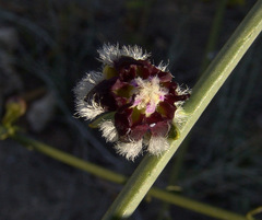 Periploca aphylla