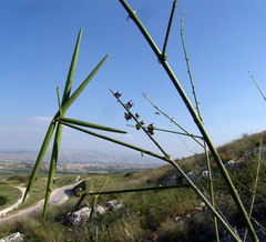 Periploca aphylla