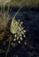 Allium galileum