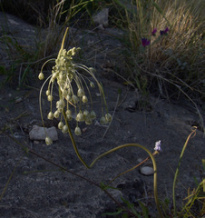Allium galileum
