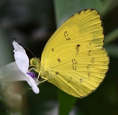 Eurema andersoni