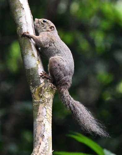 Lowland Slender Squirrel