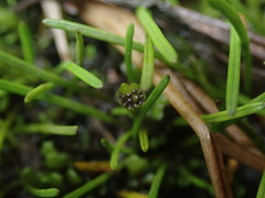 Abrotanella linearis