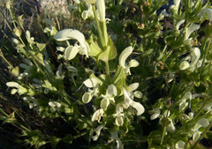 Salvia samuelssonii