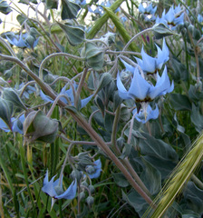 Trichodesma boissieri