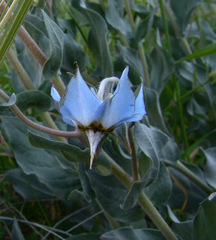 Trichodesma boissieri