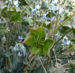 Trichodesma boissieri