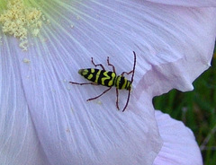 Plagionotus bobelayei