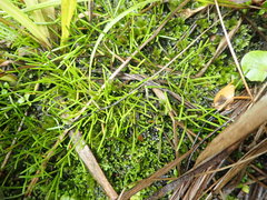 Abrotanella linearis