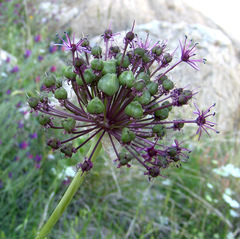 Allium aschersonianum