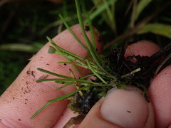 Abrotanella linearis