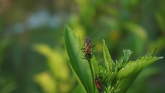 Aulacosternum nigrorubrum