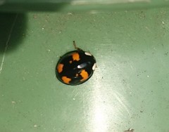 Harmonia axyridis