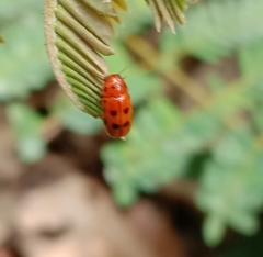 Miochira gracilis