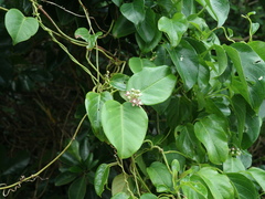 Cynanchum lanhsuense