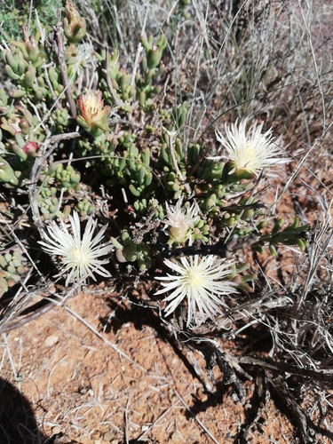 Mesembryanthemum splendens