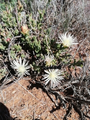 Mesembryanthemum nitidum