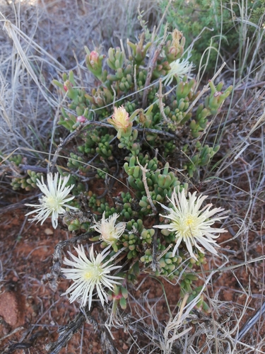 Mesembryanthemum splendens