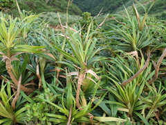 Freycinetia formosana