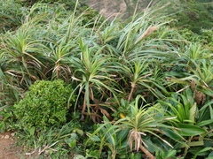 Freycinetia formosana