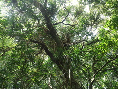 Freycinetia formosana