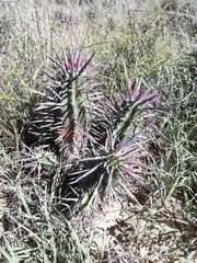 Euphorbia ferox