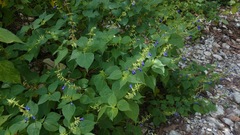 Salvia caudata