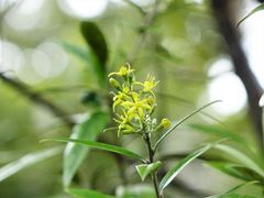 Corokia buddleioides